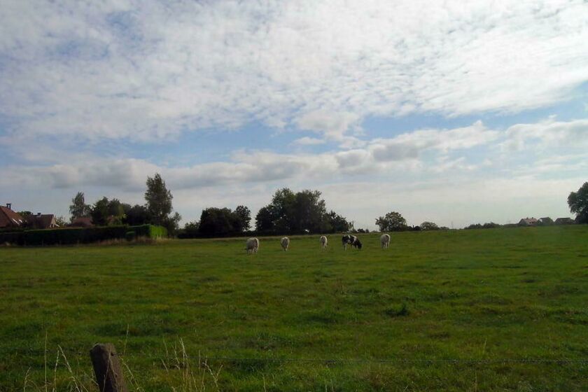 Prairie à vendre à Asse