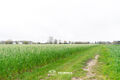 Terrain agricole à vendre à Baardegem