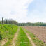 Terrain agricole à vendre à Asse