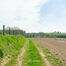 Terrain agricole &agrave; vendre &agrave; Asse