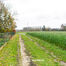 Terrain agricole à vendre à Baardegem